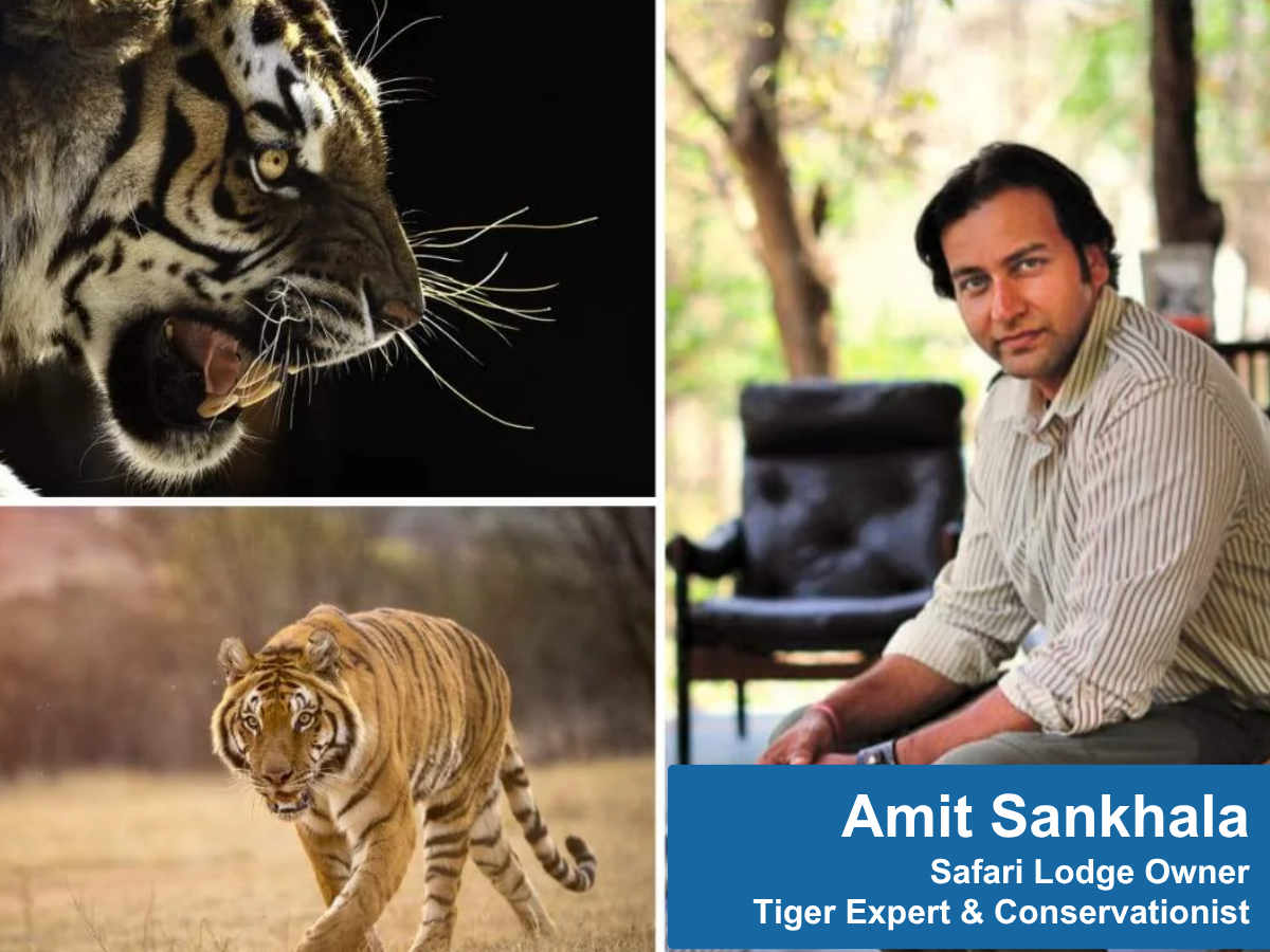 man sitting in chair beside two pictures of tigers
